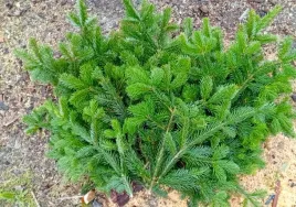 galezie-galazki-jodly-kaukakaskiej-stroisz-jodlowy-4-kg