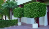 fikus-ficus-benjamina-20-nasion-styl-ogrod-japonski-ogrod-nowoczesny-ogrod-skalny-ogrod-srodziemnomorski-ogrod-wiejski