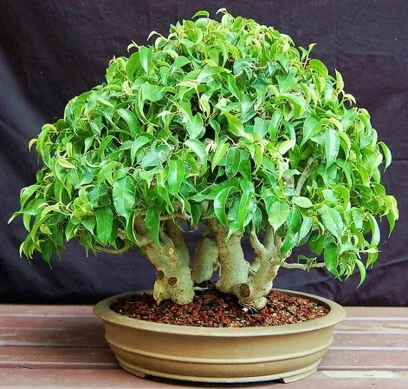 fikus-ficus-benjamina-20-nasion-cykl-rozwojowy-rosliny-wieloletnia