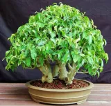 fikus-ficus-benjamina-20-nasion-cykl-rozwojowy-rosliny-wieloletnia