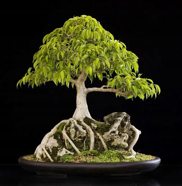 fikus-ficus-benjamina-20-nasion-kolor-kwiatow-inny-kolor