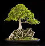 fikus-ficus-benjamina-20-nasion-kolor-kwiatow-inny-kolor