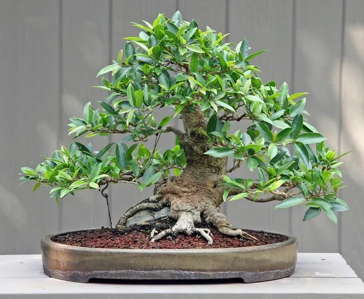 fikus-ficus-benjamina-20-nasion-rodzaj-rosliny-inny