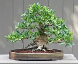fikus-ficus-benjamina-20-nasion-rodzaj-rosliny-inny