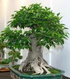 fikus-ficus-benjamina-20-nasion-odmiana-fikus-ficus-benjamina