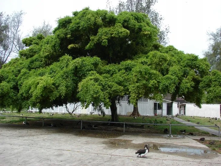 fikus-ficus-benjamina-20-nasion-marka-dobrenasiona-pl