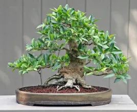 fikus-ficus-benjamina-20-nasion