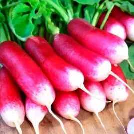 rzodkiewka-opolanka-podluzna-czerwona-z-bialym-koncem-wczesna-nasiona