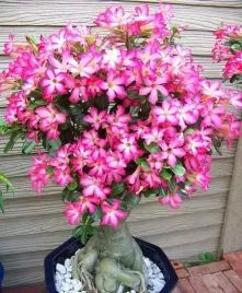 na-bonsai-roza-pustyni-adenium-obesum-na-bonsai-3-nasiona
