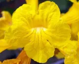 tabebuia-chrysotricha-handroanthus-chrysotrichus