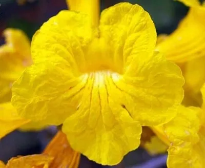tabebuia-chrysotricha-handroanthus-chrysotrichus-cykl-rozwojowy-rosliny-wieloletnia