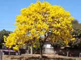 tabebuia-chrysotricha-handroanthus-chrysotrichus-cykl-rozwojowy-rosliny-wieloletnia