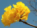 tabebuia-chrysotricha-handroanthus-chrysotrichus-rodzaj-rosliny-inny