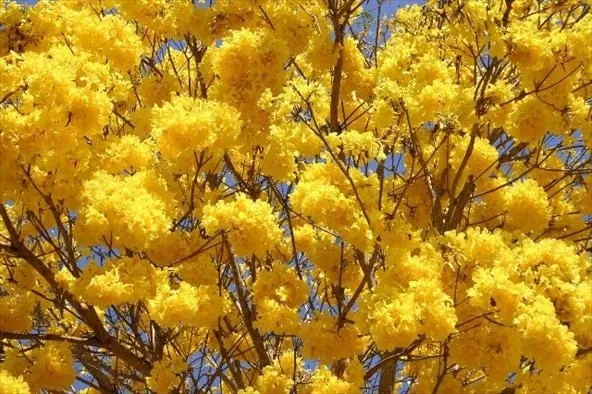 tabebuia-chrysotricha-handroanthus-chrysotrichus-odmiana-tabebuia-chrysotricha