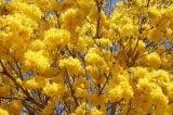 tabebuia-chrysotricha-handroanthus-chrysotrichus-odmiana-tabebuia-chrysotricha