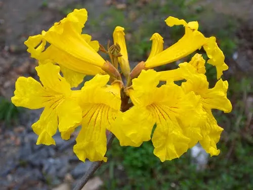 tabebuia-chrysotricha-handroanthus-chrysotrichus-marka-dobrenasiona-pl