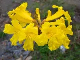 tabebuia-chrysotricha-handroanthus-chrysotrichus-marka-dobrenasiona-pl