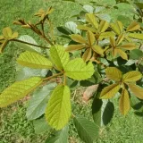 tabebuia-chrysotricha-handroanthus-chrysotrichus-rodzaj-drzewo-ozdobne