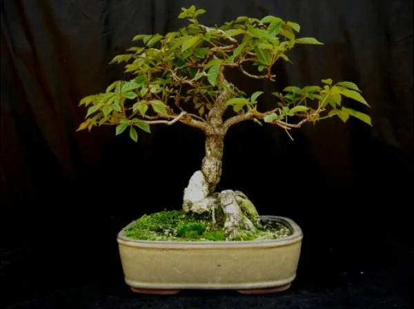tabebuia-chrysotricha-handroanthus-chrysotrichus-producent-dobrenasiona-pl