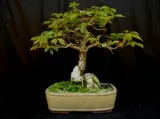 tabebuia-chrysotricha-handroanthus-chrysotrichus-producent-dobrenasiona-pl