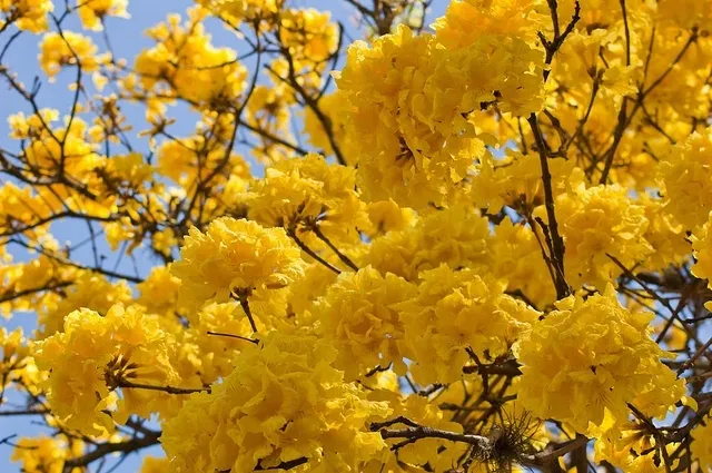 tabebuia-chrysotricha-handroanthus-chrysotrichus-cykl-rozwojowy-rosliny-wieloletnia-rodzaj-rosliny-inny
