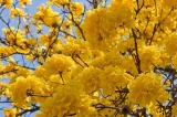 tabebuia-chrysotricha-handroanthus-chrysotrichus-cykl-rozwojowy-rosliny-wieloletnia-rodzaj-rosliny-inny
