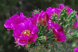 kaktus-mrozoodporny-cylindropuntia-imbricata-3nasi