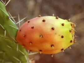 jadalny-kaktus-mrozoodporny-cylindropuntia-imbrica-3-nasiona