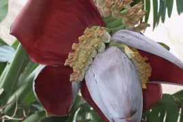 bananowiec-musa-balbisiana-var-balbisiana-3-nasion