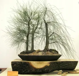 dab-rzeczny-casuarina-cunninghamiana-15-nasion