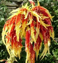 szarlat-trojbarwny-finezja-02-gr-nasion