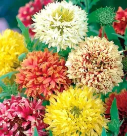 gailardia-nadobna-gaillardia-pulchella-05g-nasion