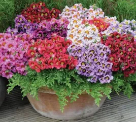 motylek-schizanthus-wisetonensis-mix-kolorow-05-g