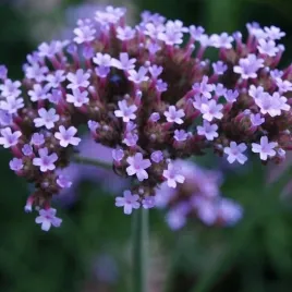 miododajna-werbena-patagonska-100-nasion-verbena-bonariensis-do-ogrodu