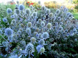 mikolajek-plaskolistny-eryngium-planum-l-50-nasion