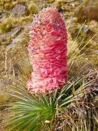 puya-weberiana-puya-weberiana-5-nasion