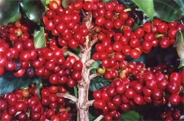 drzewko-kawowe-coffea-arabica-4-nasiona