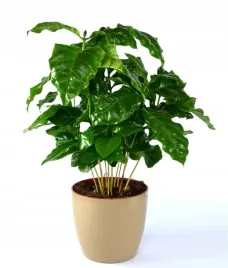 drzewko-kawowe-coffea-arabica-4-nasiona