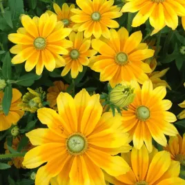 rudbekia-jezowka-green-eyes-rudbeckia-hirta-200-nasion-mrozoodporna