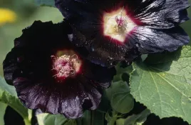 malwa-czarna-alcea-rosea-var-nigra-nasiona-50-sztuk