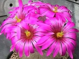 kaktus-mamilaria-mix-mammillaria-10-nasion