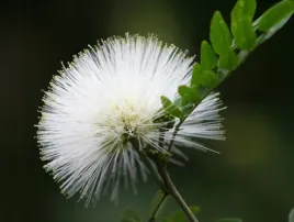 mimoza-biala-leucaena-leucocephala-10-nasion