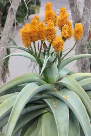 aloes-zloty-aloe-thraskii-5-nasion