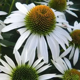 rudbekia-jezowka-biala-white-swan-echinacea-alba-50-nasion