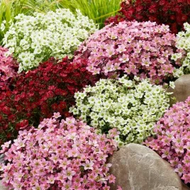 skalnica-mix-kolorow-saxifraga-arendsii-200-nasion-na-skalniak