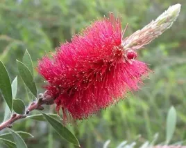 kuflik-cytrynowy-callistemon-citrinus-100-nasiono