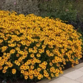 rudbekia-jezowka-blyskotliwa-50-nasion-echinacea-fulgida-mrozoodporna