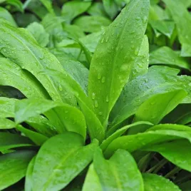 czosnek-niedzwiedzi-cud-natury-zawiera-witaminy-a-c-e-i-nie-tylko