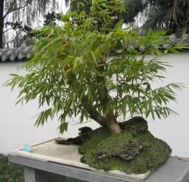 bambus-mrozoodporny-phyllostachys-pubescens-do-20-c-nasiona-na-bonsai