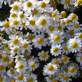 rumianek-pospolity-matricaria-chamomilla-5000-nasion-na-herbate-i